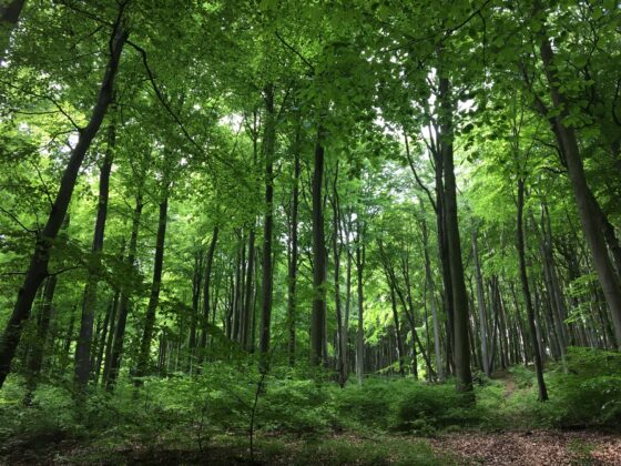 Waldbaden im Mai