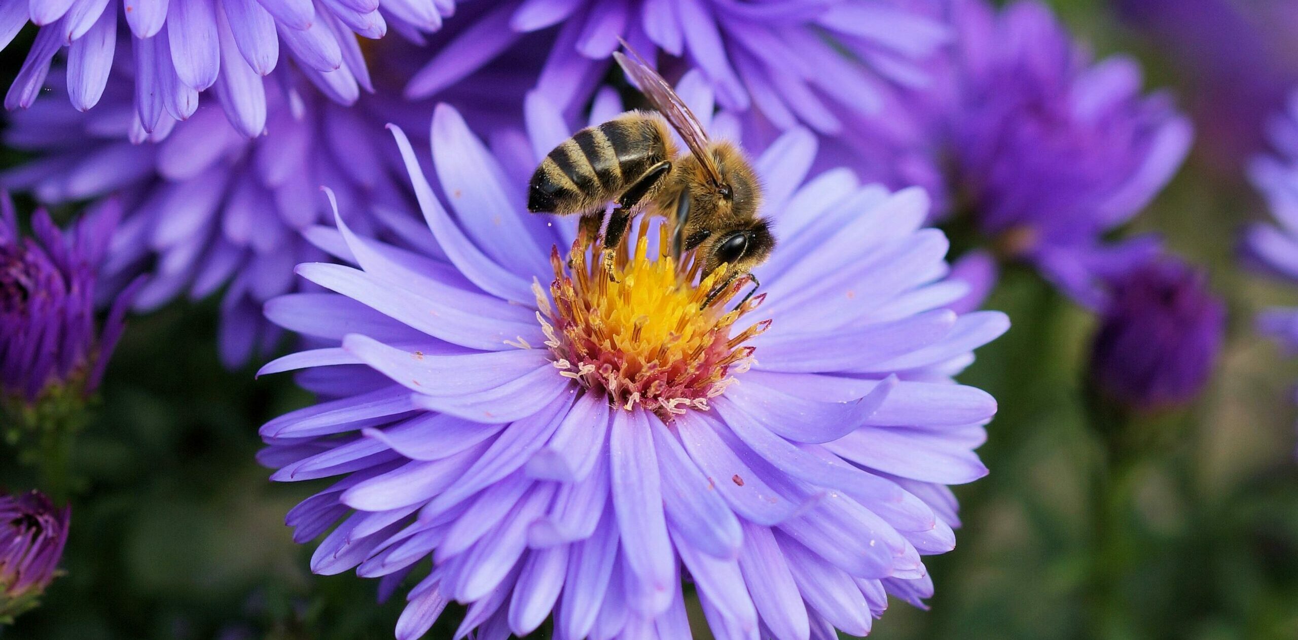 Eine Biene sitzt auf einer Blüte