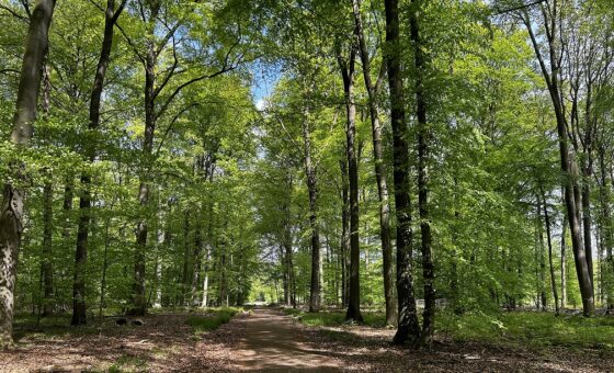 Freiwillige gesucht: Helfen Sie mit, unsere Wanderwege zu erhalten!