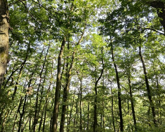 Wanderung mit dem Förster am 15. Mai in Bad Breisig