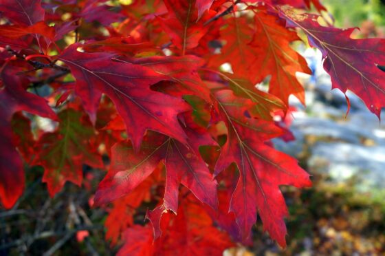 Einladung zum Tag des Baumes – Rot-Eiche als Baum des Jahres 2025