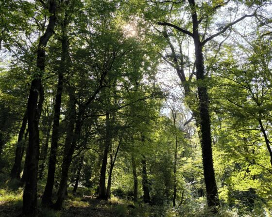 Entspannen in der Natur –  Yoga und Waldbaden in Bad Breisig 2026