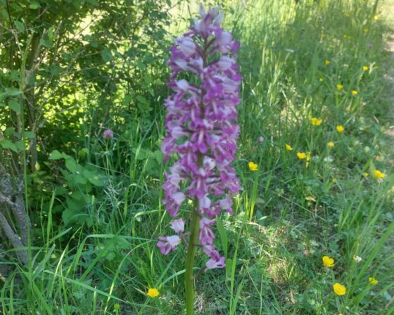Geführte Orchideenwanderung in Bad Breisig mit vielfältigen Arten entdecken
