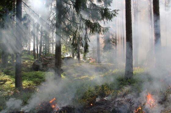 Waldbrandgefahr: Mit umsichtigem Verhalten den Wald schützen